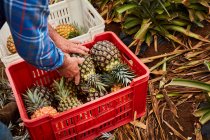 Cultivador que trabalha em terras agrícolas tropicais e recolhe ananases maduros em recipientes de plástico, Ilhas Canárias — Fotografia de Stock