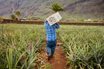 Vista trasera del hombre cargando contenedores sobre hombros mientras camina entre arbustos de piña en plantación, Islas Canarias - foto de stock
