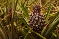 Close-up of tropical green bushes with ripening pineapple on plantation — Stock Photo