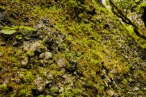 Schöne grüne Laub bemooste Wand im tropischen Wald, Kanarische Inseln — Stockfoto