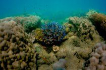 Diferentes corais coloridos no mar — Fotografia de Stock