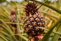 Крупний план тропічного зеленого куща з дозрівання ананаса на плантації — стокове фото
