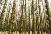Blick in den Wald mit hohen Baumstämmen, die mit Moos bedeckt sind — Stockfoto
