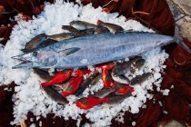 Von oben silbrig glänzender Fisch auf Kühleis mit frischem Fang von kleinen Fischen — Stockfoto