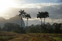 Деревенская дорога на поле рядом с пальмами и холмами — стоковое фото