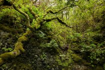 Paisaje de hermoso follaje verde y musgosos árboles en bosque tropical, Islas Canarias - foto de stock