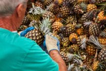 Crop back view of senior man working on plantation and cutting green leaves off pineapples — Stock Photo