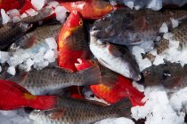 From above cooling ice with fresh catch of small fish — Stock Photo