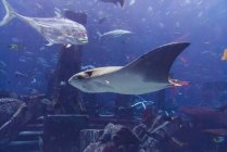 Різні риби у великому акваріумі — стокове фото