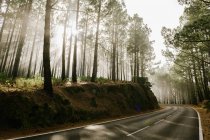 Asphalt road in foggy forest with tall tree trunks covered with moss — Stock Photo