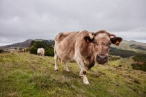 Seitliche Ansicht Kuh grast auf der grünen Wiese von schönen Bergfeld gegen bewölkten Himmel, Kanarische Inseln — Stockfoto