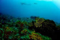 Schwarm gelb-schwarz gestreifter Fische schwimmt am Korallenriff im blauen Ozean — Stockfoto