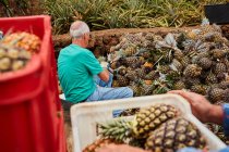 Вид сзади на пожилого человека, работающего на плантации и срезающего зеленые листья с ананасов — стоковое фото