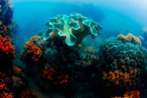 Corales de diferentes colores en el mar - foto de stock