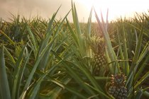 Tropical green bushes with ripening pineapples on plantation at sunset — Stock Photo