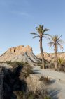 Дві пальми ростуть в невеликій піщаній дюні в сонячний день — стокове фото
