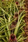 Тропічні зелені кущі з дозрілими ананасами на плантації — стокове фото