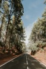 Асфальтовая дорога в лесу — стоковое фото