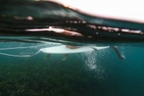 Vue latérale de la femelle des cultures flottant sur la planche de surf entre l'eau bleue de la mer à Bali, Indonésie — Photo de stock