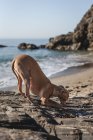 Pequeño perro galgo italiano jugando con arena en la playa. Soleado. Mar.. - foto de stock