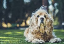 Divertente americano cocker spaniel cane sdraiato sul prato verde e guardando la fotocamera — Foto stock