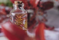 Flasche mit frischer Pflanze in Flüssigkeit auf verschwommenem Hintergrund — Stockfoto