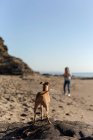 Belle femme brune d'âge moyen jouant avec un chien lévrier italien sur la plage — Photo de stock