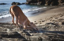 Pequeno cão de galgo italiano a brincar com areia na praia. Ensolarado. Mar. — Fotografia de Stock