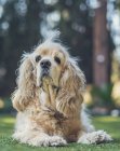 Lustiger amerikanischer Cocker Spaniel Hund liegt auf grünem Rasen und schaut in die Kamera — Stockfoto
