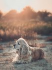 Cute american cocker spaniel dog lying on ground at sunset — Stock Photo