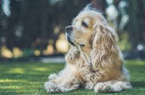 Divertido americano cocker spaniel perro acostado en el césped verde y mirando hacia otro lado - foto de stock