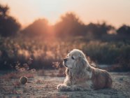 Funny american cocker spaniel dog lying on ground between plants at sunset — Stock Photo