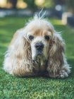 Funny american cocker spaniel dog lying on green lawn and looking at camera — Stock Photo