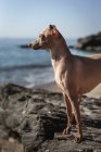 Um pequeno cão de caça italiano na praia. Ensolarado. Mar. — Fotografia de Stock