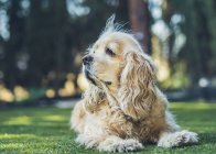 Engraçado americano cocker spaniel cão deitado no gramado verde e olhando para longe — Fotografia de Stock