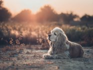 Смішні Американський кокер-спаніель собаки лежачи на землі між рослинами на заході сонця — стокове фото