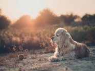 Divertente americano cocker spaniel cane sdraiato a terra tra le piante al tramonto — Foto stock