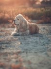 Divertente americano cocker spaniel cane sdraiato a terra tra le piante al tramonto — Foto stock