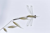 Pictorial photo of dragon-fly hanging on twig on white background — Stock Photo