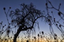 Яскраві сонячні промені, що сяють крізь дерево на полі під прозорим блакитним небом — стокове фото
