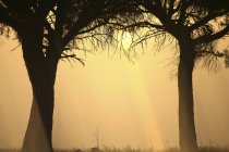 Живописный ландшафт обезглавленных деревьев в сухой долине против закатного неба — стоковое фото