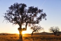 Яскраві сонячні промені, що світяться крізь дерева на полі під прозорим блакитним небом — стокове фото