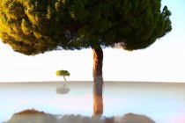 Paysage pictural de vieux arbres poussant sur pelouse vide avec réflexion ci-dessous sur fond de ciel bleu, Espagne — Photo de stock