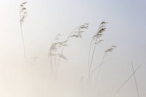 Pictorial art photo of few golden plant twigs against bright white sky, Spain — Stock Photo