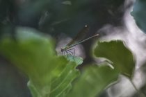 Photo illustrée de libellule accrochée à une plante sur fond blanc — Photo de stock