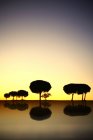 Bella vista della silhouette degli alberi nella valle selvaggia contro il cielo colorato tramonto, Villafafila — Foto stock