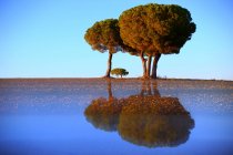 Зображення ландшафту старих дерев, що ростуть на пустий луг з відзеркаленням на тлі синього неба (Іспанія). — стокове фото