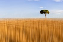 Paysage d'arbre vert solitaire sur champ doré dans la vallée pittoresque avec effet flou — Photo de stock