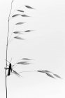 Foto pictórica de la mosca del dragón colgando de la ramita sobre fondo blanco - foto de stock