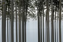 Pictorial view of tranquil forest with long trunks of trees — Stock Photo